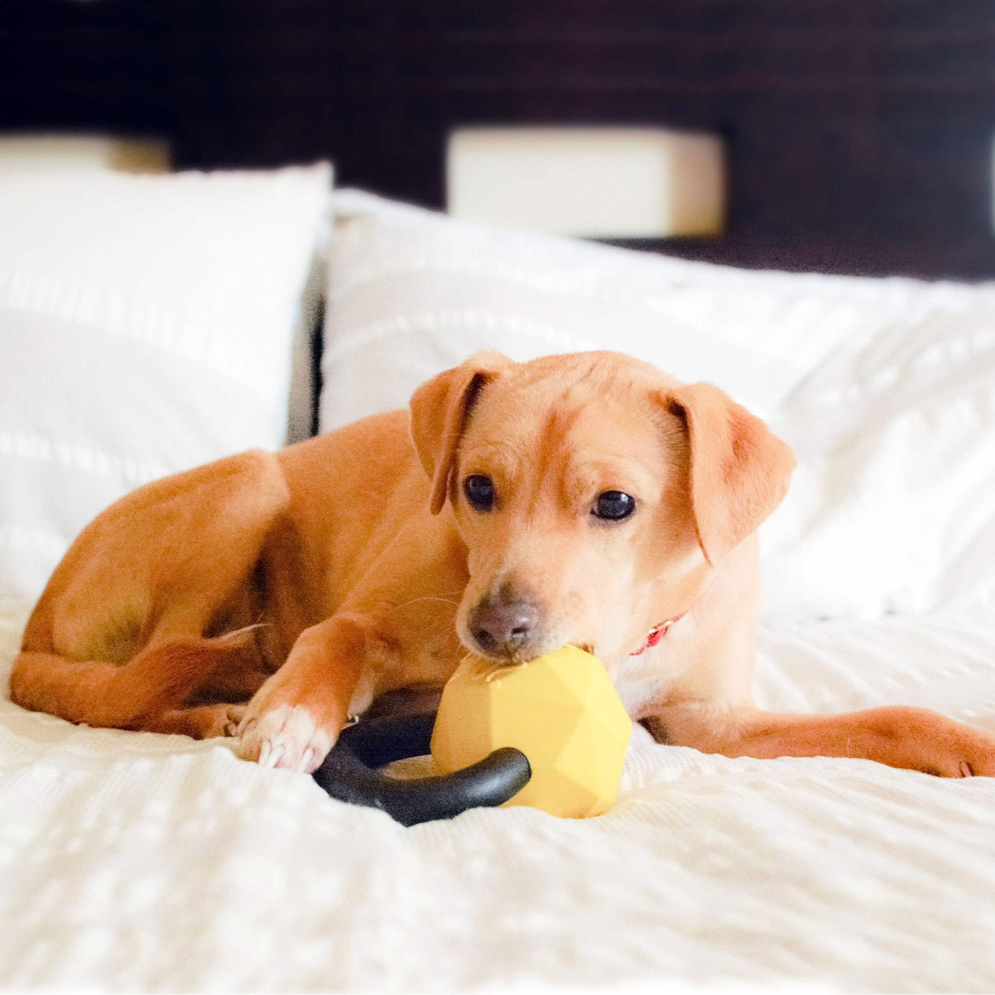Dog Chew Toys | Treat Dispensing Dog Toys - Large Kettlebell