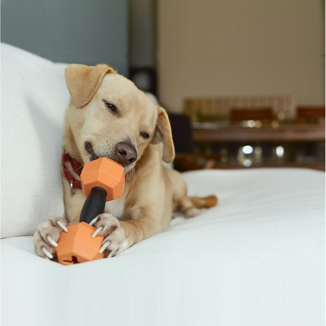 Pet Supplies : Pet Chew Toys : KONG Wobbler - Interactive Dog