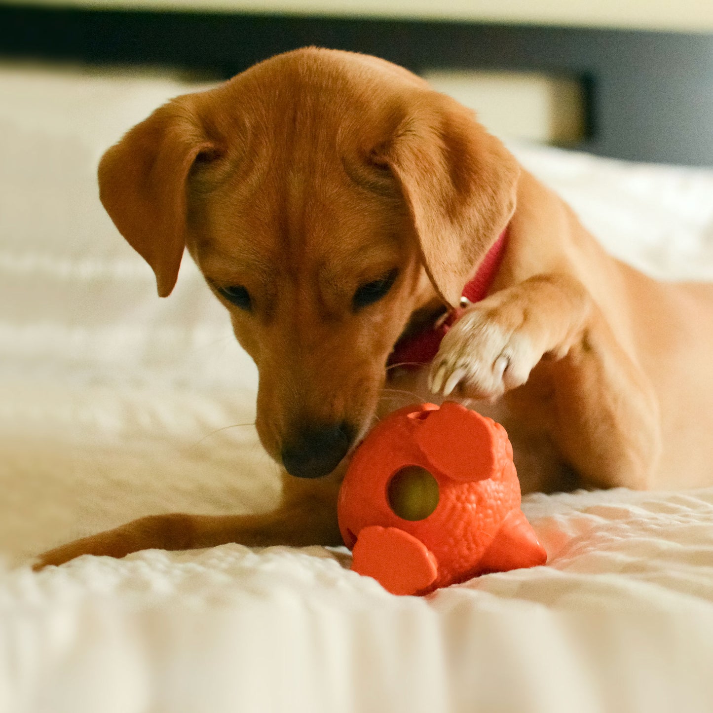 Dog Chew Toys | Tough Dog Toys  - Dino
