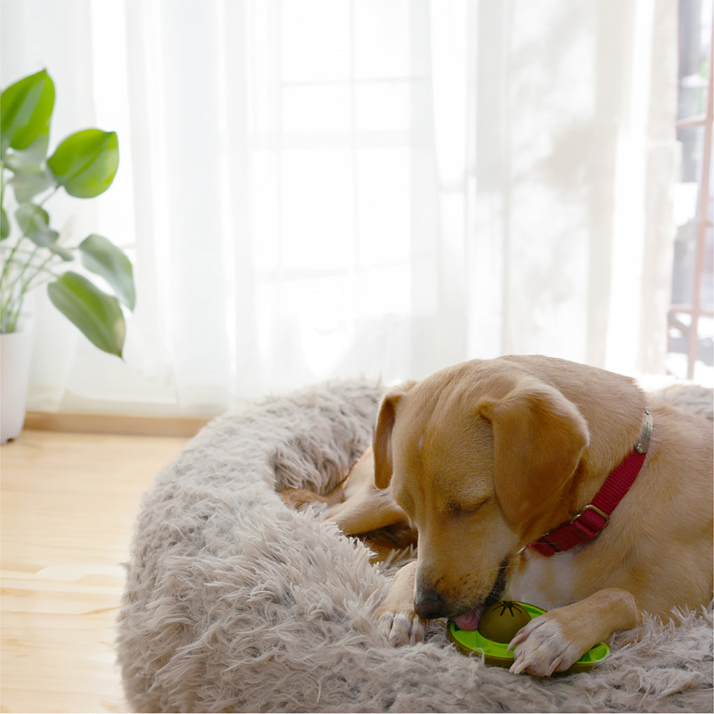Dog Chew Toys | Bully Stick Holder Dog Toys  - Avocado